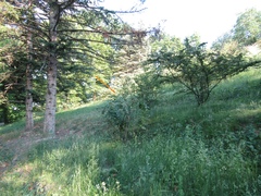 Cotoneaster acutifolius