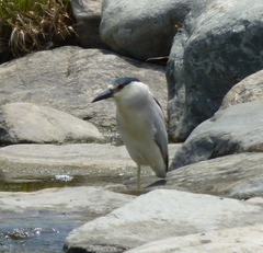 Nycticorax nycticorax