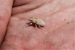 Temnorhinus hololeucus