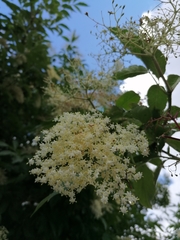 Sambucus nigra