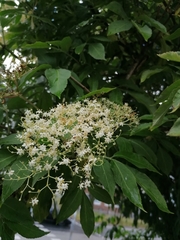 Sambucus nigra