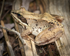 Lithobates sylvaticus image