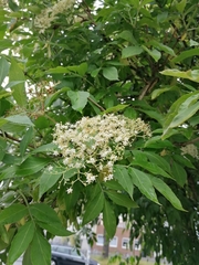 Sambucus nigra