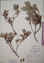 Salix brachycarpa brachycarpa