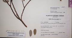 Salix brachycarpa brachycarpa