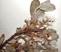 Salix brachycarpa brachycarpa