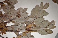 Salix brachycarpa brachycarpa