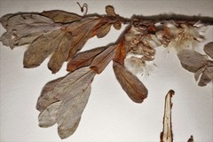 Salix brachycarpa brachycarpa