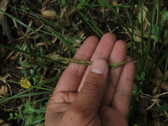 Carex hamata
