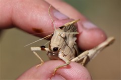 Pyrgodera armata