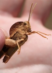 Pyrgodera armata