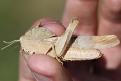 Pyrgodera armata