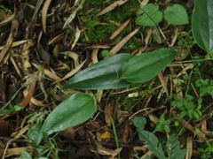 Smilax domingensis
