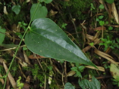 Smilax domingensis
