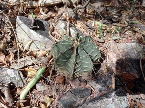 Gymnocalycium stenopleurum