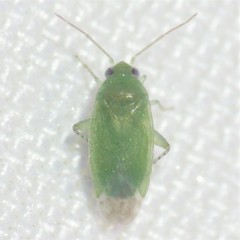 Phymatopsallus