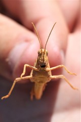 Pyrgodera armata