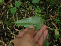 Smilax domingensis