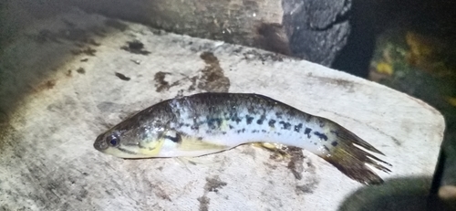 Snakehead gudgeon (Giuris margaritacea) — Eleotridae — 3