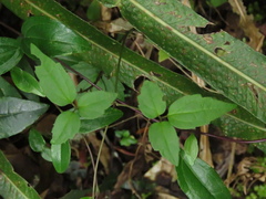 Clematis haenkeana