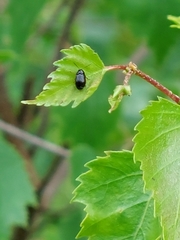 Cryptocephalus labiatus