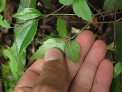 Clematis haenkeana