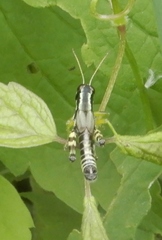 Melanoplus viridipes