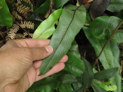 Serpocaulon levigatum