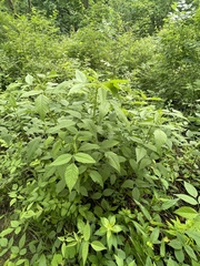 Orbexilum onobrychis