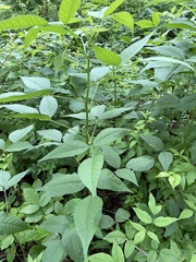 Orbexilum onobrychis