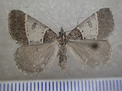 Dichromodes orthotis