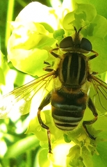 Mesembrius peregrinus