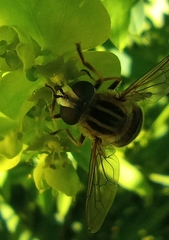 Mesembrius peregrinus