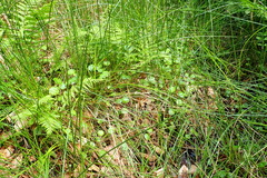 Hydrocotyle vulgaris