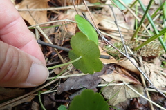 Hydrocotyle vulgaris