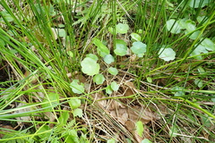 Hydrocotyle vulgaris