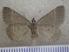 Dichromodes orthotis