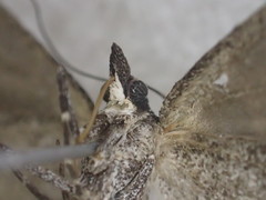 Dichromodes orthotis