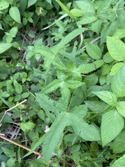 Abelmoschus moschatus