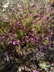 Stylidium megacarpum