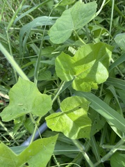 Abelmoschus moschatus