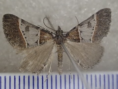 Dichromodes orthotis