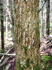 Fraxinus nigra image
