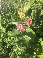 Asclepias syriaca