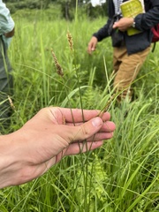 Carex sartwellii
