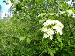 Viburnum lentago image