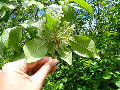 Viburnum lentago image