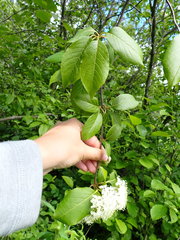 Viburnum lentago image