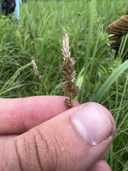 Carex sartwellii