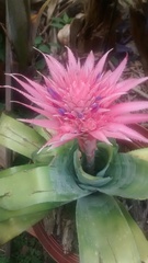 Aechmea fasciata